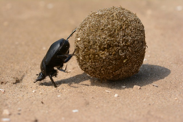 Dung beetle is quite the delicacy for sloth bears in the wild!
