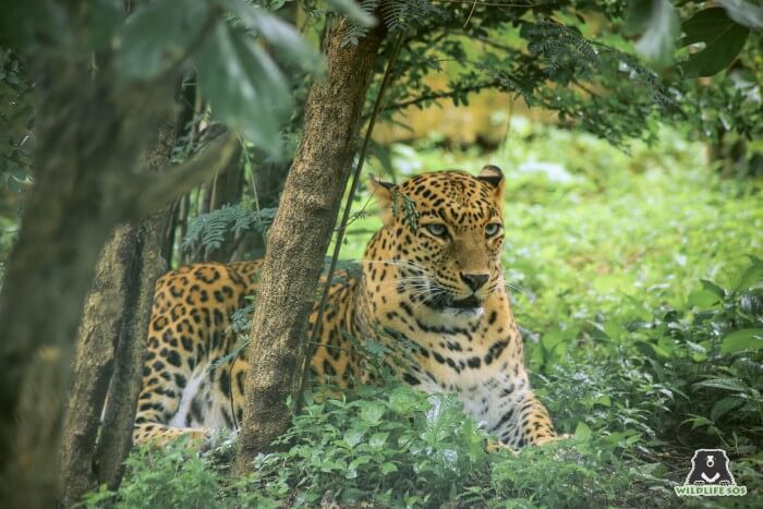 An otherwise temperamental, Sharmili, is instantly comforted by her caregiver, Shivaji.