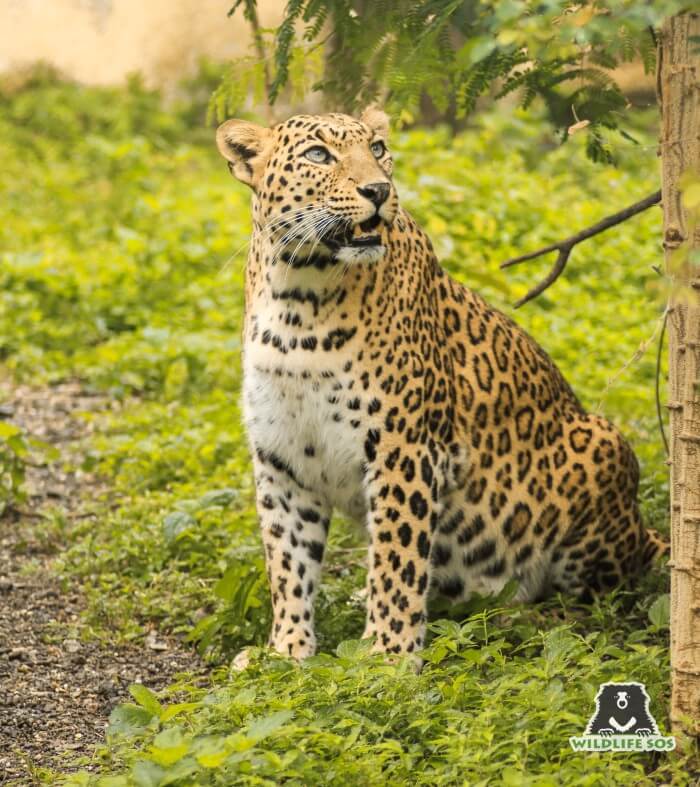 Shivaji Modhe has immense experience in caring for geriatric leopards.