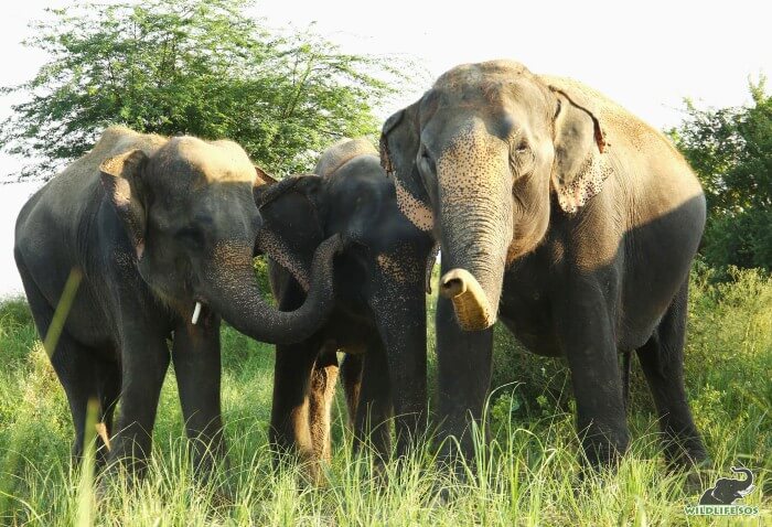 Zara (L), Holly (M) and Kalpana (R) foraging on a fresh grass patch!