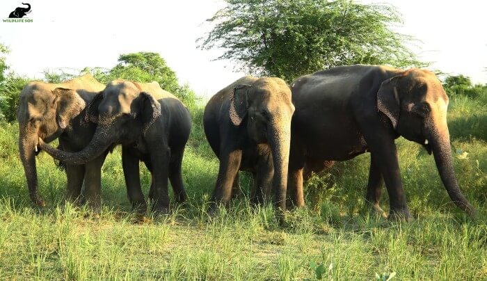 Zara, Holly, Kalpana and Karma (L to R) enjoying a sunny day after fresh rains!