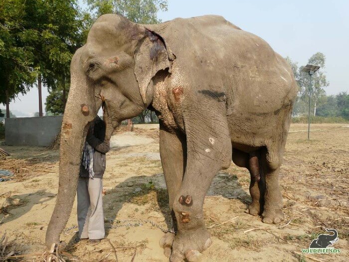 Bhola, immediately after he was brought to the Elephant Conservation and Care Centre.