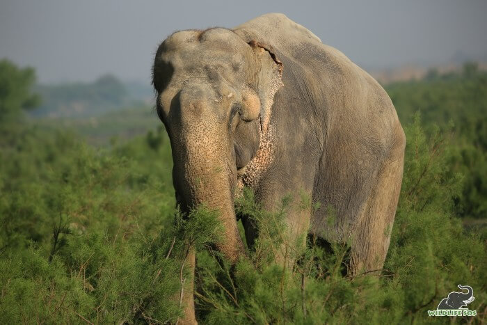 Bhola on his morning walk by the pleasant riverside of Yamuna.