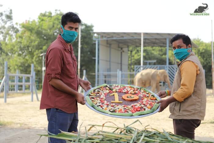 For a special elephant like Bhola, even our field staff donned the hat for decorating his spread!