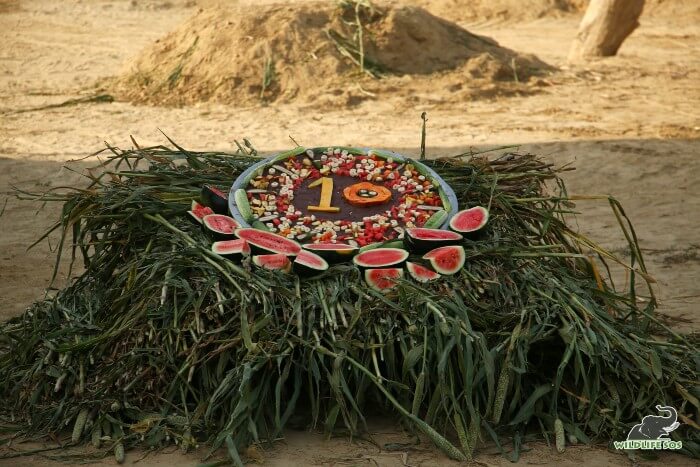 Topped with his favourite watermelons and apples, Bhola's "decade"nt treat!