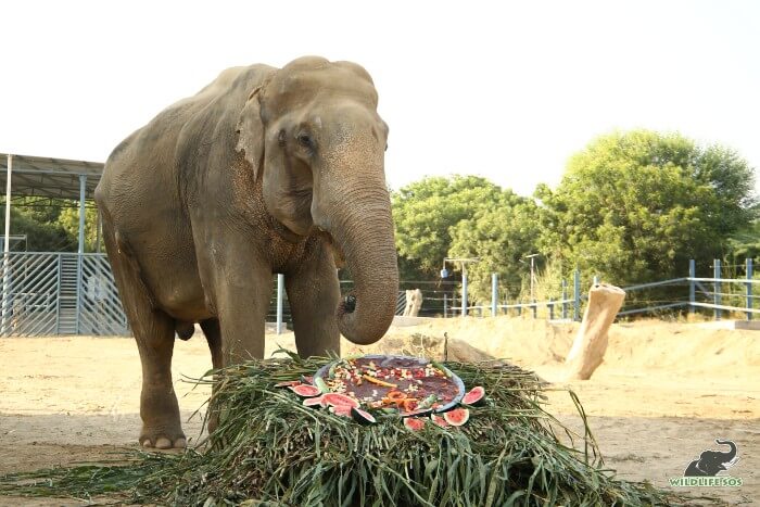 Bhola celebrating his ten years of freedom!