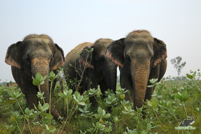 Laxmi, Bijli and Chanchal (L to R) always keep their caregivers on their toes with their antics. 