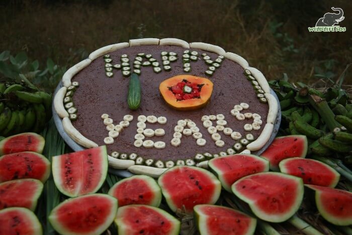 Garnished with bananas, cucumbers and papayas, Bijli was delighted with the surprise!