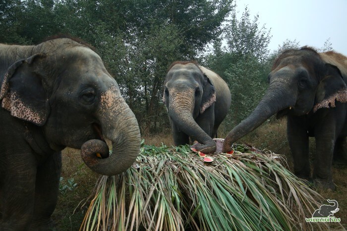 Laxmi, Bijli and Chanchal (L to R) munched down the delicious treat in a matter of minutes!