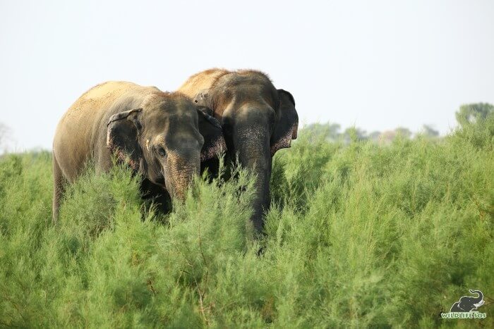 Monsoons happen to be Bijli's favourite season!