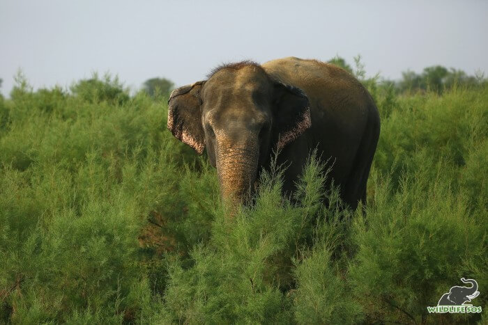 With the perfectly depigmented borders on her ears, Bijli can be easily identified in the trio! 