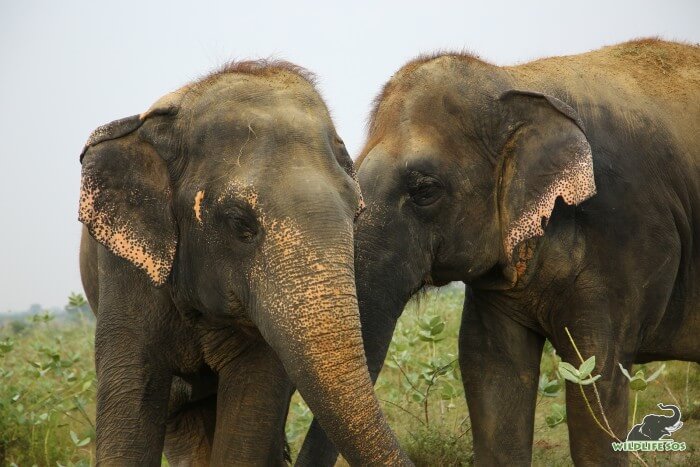 Bijli (L) with Chanchal (R) are seldom spotted away from each other.