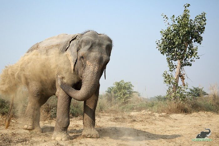 Holly and her endless moments of dust bath - one of them so captured! 