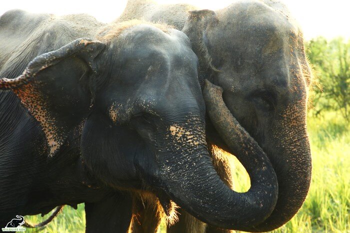 Holly affectionately comforting Zara, the newest addition to their herd! 