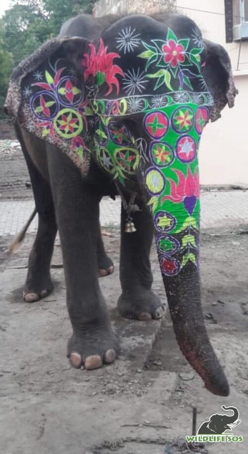 Geschilderd in felle kleuren, werd Holly gedwongen om door de stad te paraderen.