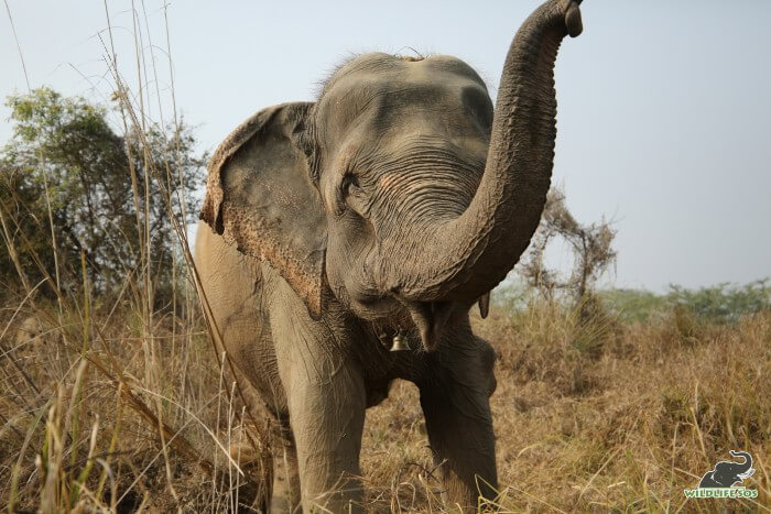 Holly, during her initial days at the Field of Dreams, would spend her time walking around her enclosure.