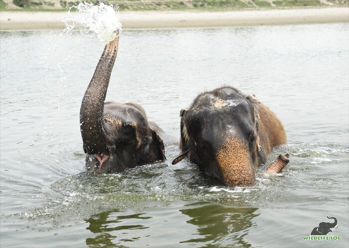 Very easy to identify Holly as she frolicks around in the river Yamuna, in delight!