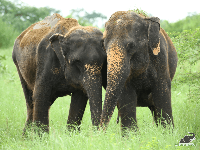 Holly with her dearest companion, Kalpana! Never spotted apart for even a second.