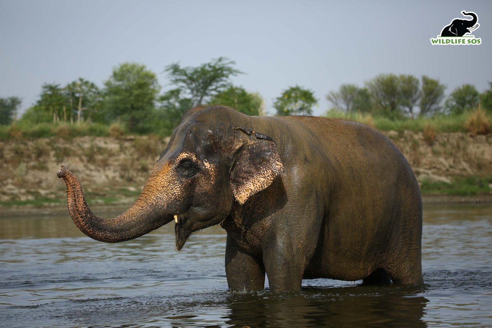 In 2010, Maya was rescued by Wildlife SOS from a painful existence as a performing elephant at the circus