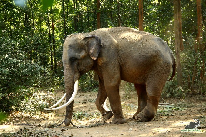 Ramu weighed 1910 kgs only - malnourished and reserved in nature. 