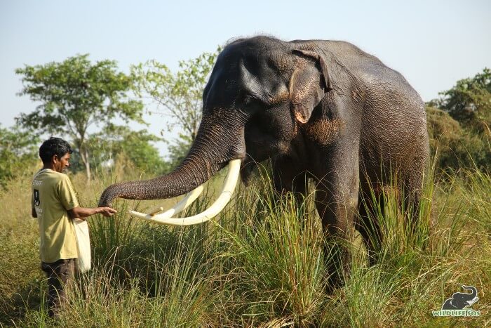 Ramu munching on his favourite peanuts steadily supplied by his caregiver! 