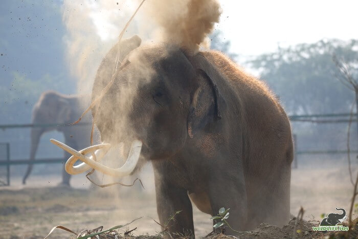 He likes to indulge in relaxing sessions of dust baths, especially with winters around the corner!