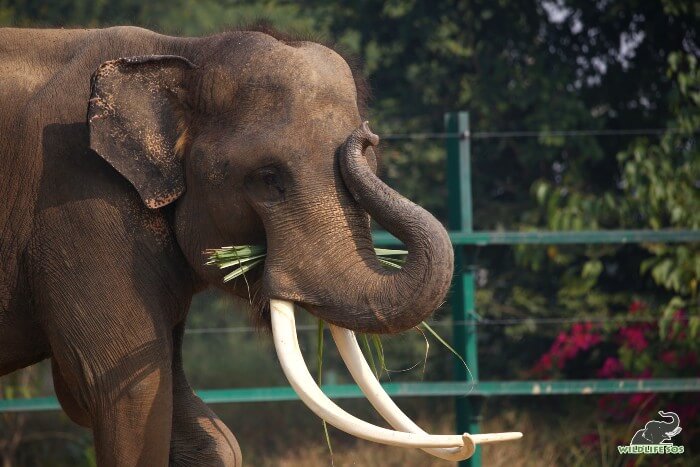 Wishing our dear Ramu a happy first rescueversary!