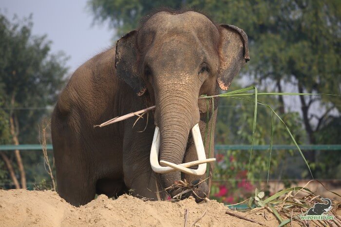 High mud-beds are created in his enclosure to allow him to rest.