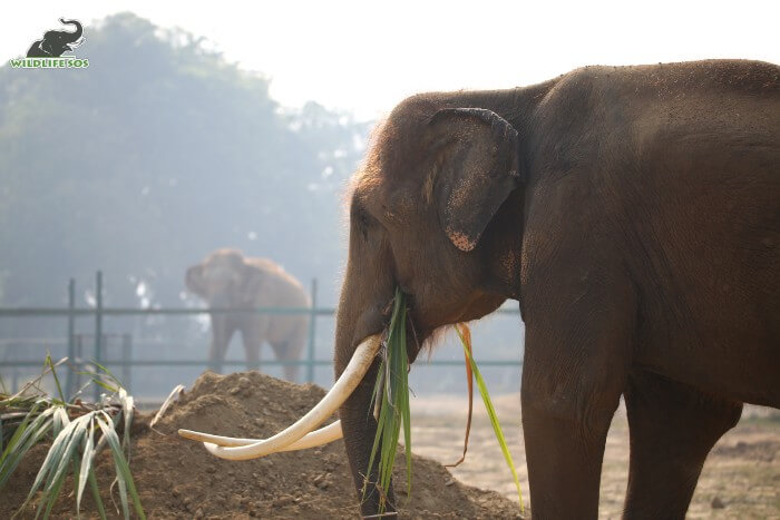 Ramu is an enthusiastic and interactive bull elephant who greets Priyanka and Mac in the neighbouring enclosures.