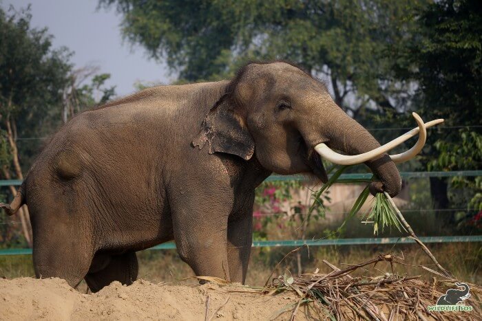 Today, this young bull continues to take sure stride in his remarkable healing journey!