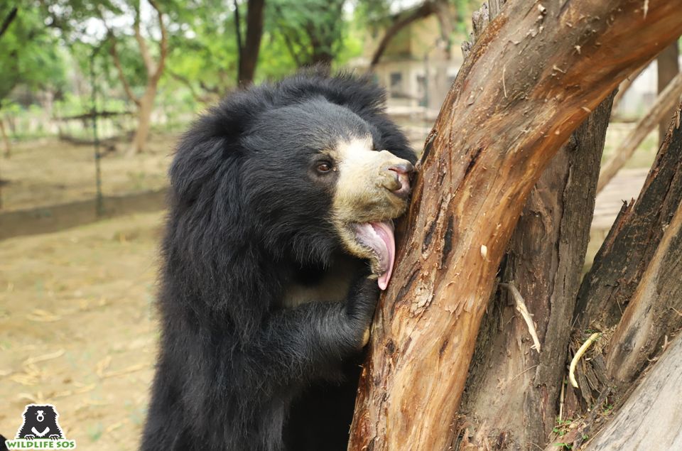 Recently some climbing structures were erected in Arthur & Molly's enclosures