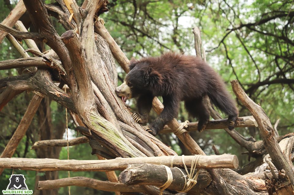 Charlie enjoys scaling the bamboo structure that is often pasted with honey by her caregiver