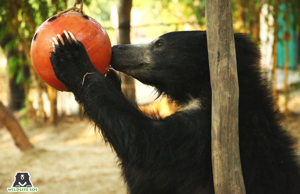 The feast included watermelons and enrichment balls filled with honey, which were polished off within minutes. 