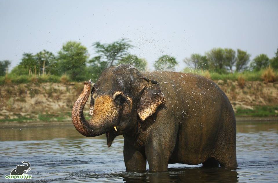 Maya is a complete 'water-baby' and enjoys her summertime river dips to the hilt!