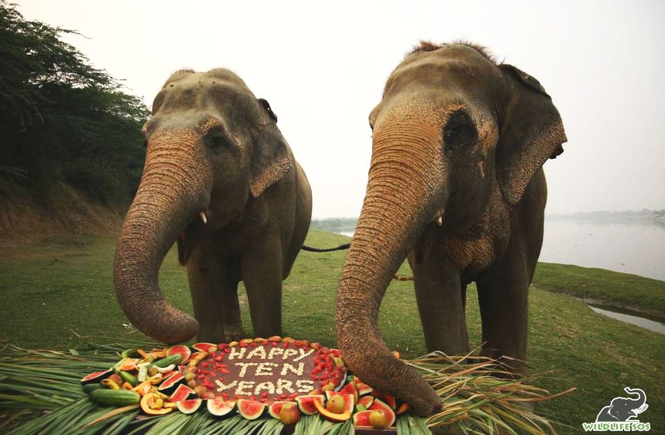 A buffet was waiting for Maya as she returned from a walk with Phoolkali beside the river.