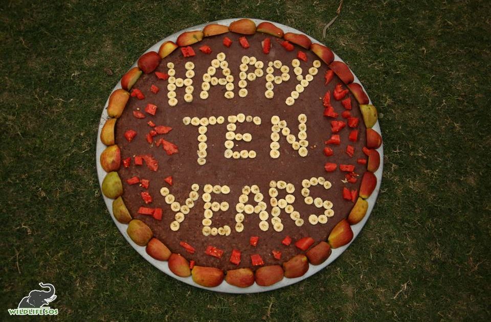 A cake prepared of daliya and fresh fruits was made for Maya's 10th Rescueversary!