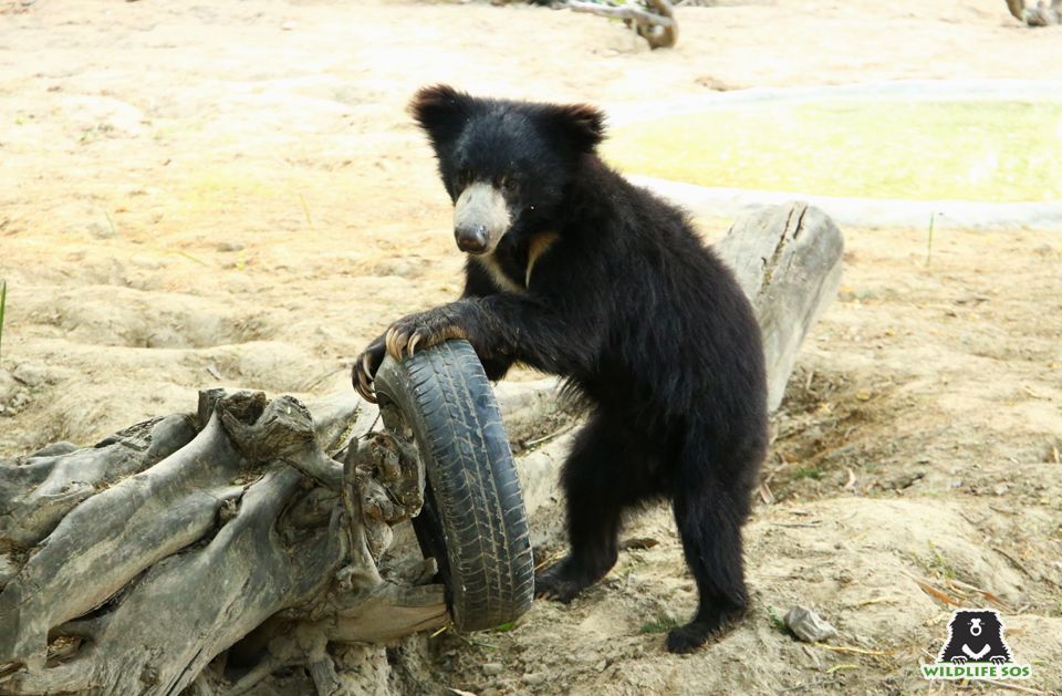 Sloth bears are incredibly fast moving and agile, like Ginny pictured here. 