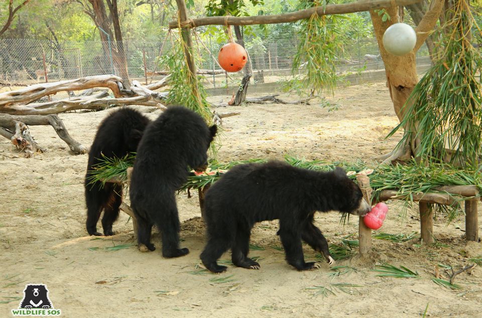 The Weasleys are the perfect example of how active sloth bears actually are!