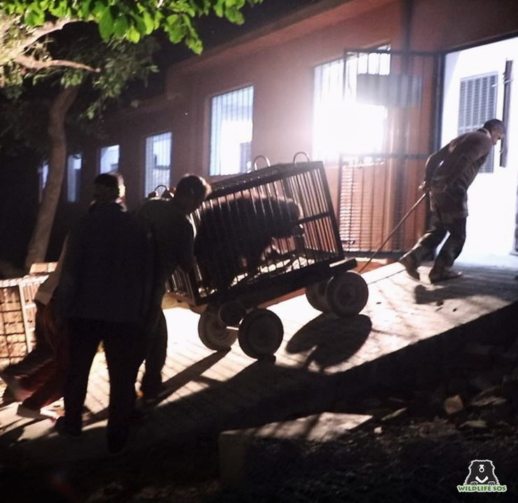 After a two-day, one thousand kilometer journey, the bears finally arrived at the Agra Bear Rescue Facility.