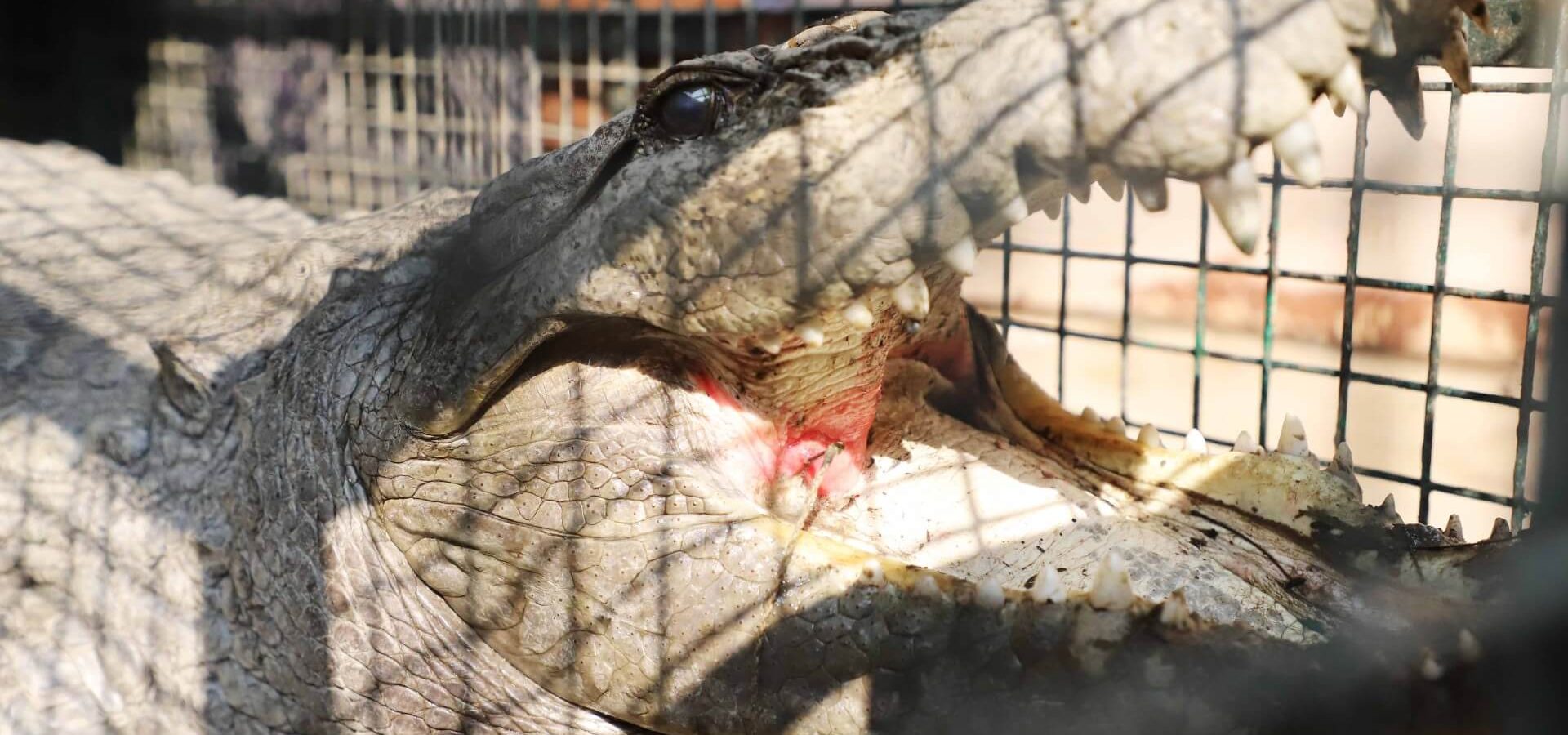 Fish Hook Catches the Wrong Bait - A Mugger Crocodile! - Wildlife SOS