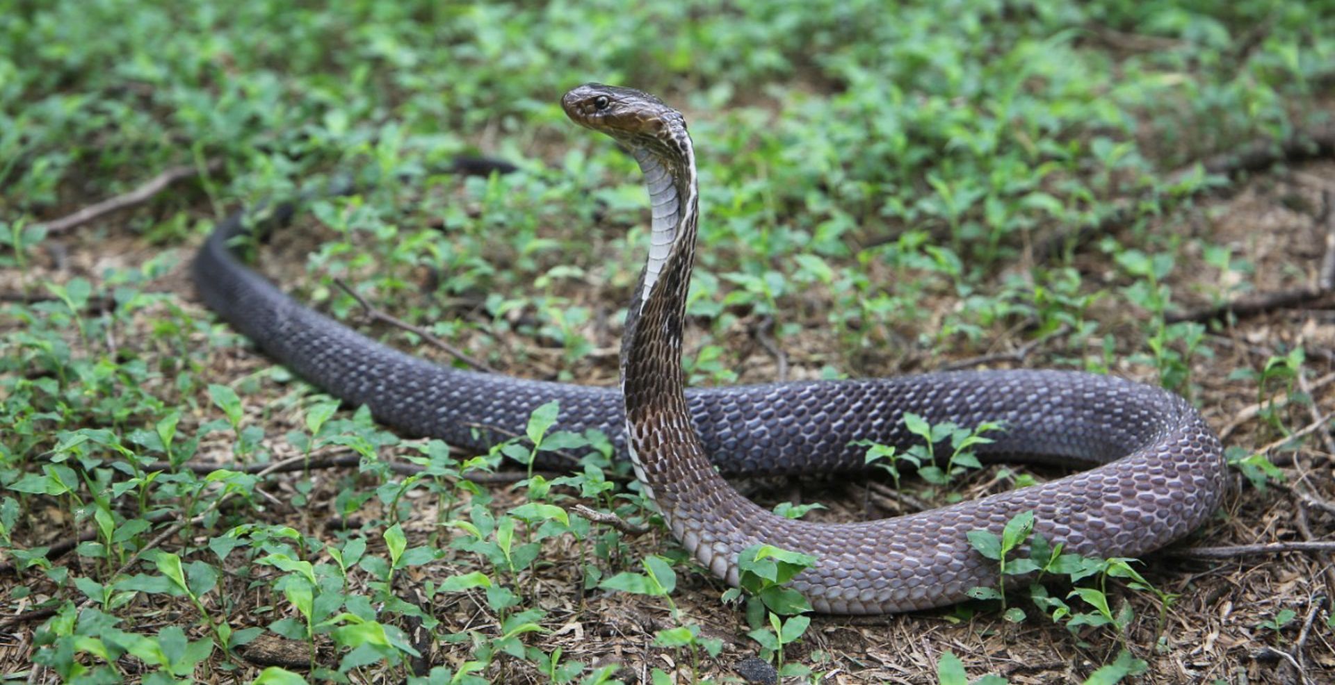 Snake rescues near store me