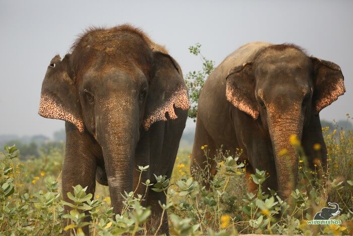 Indian Laws Protecting Elephants - Wildlife SOS
