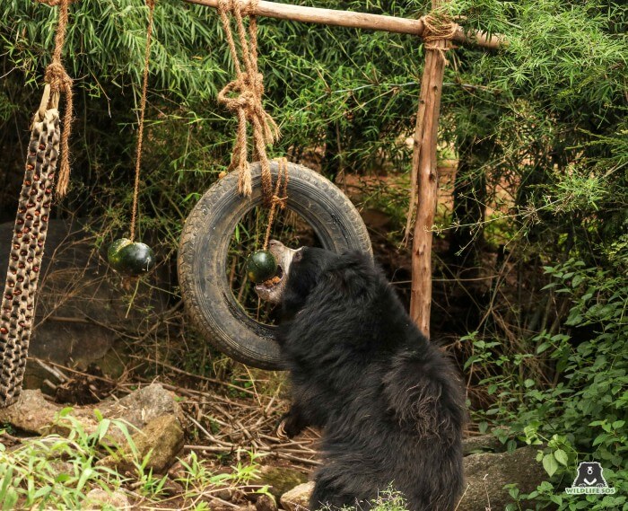 Understanding her geriatric needs, the structural enrichments in her field allow proper exercise and no strain.