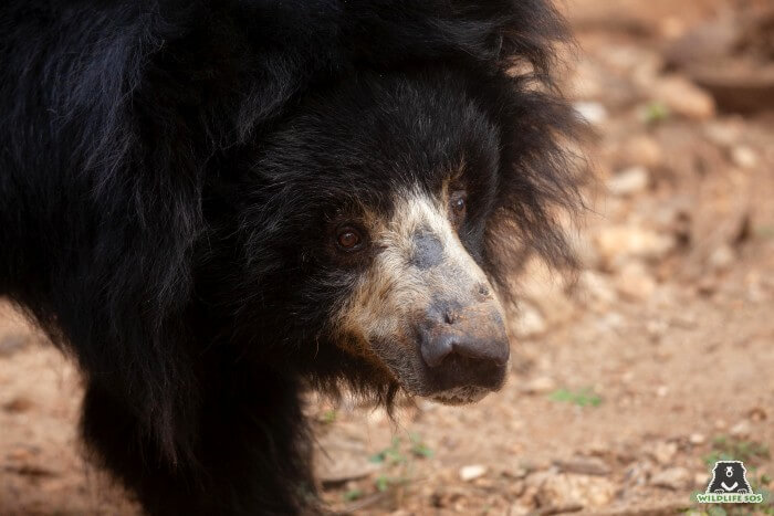 Chitra was rescued as a dancing bear from Karnataka.