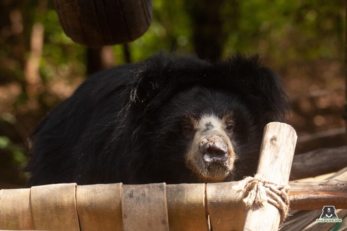 The struggle to remain awake after a delicious helping of porridge is real - as Chitra shows! 