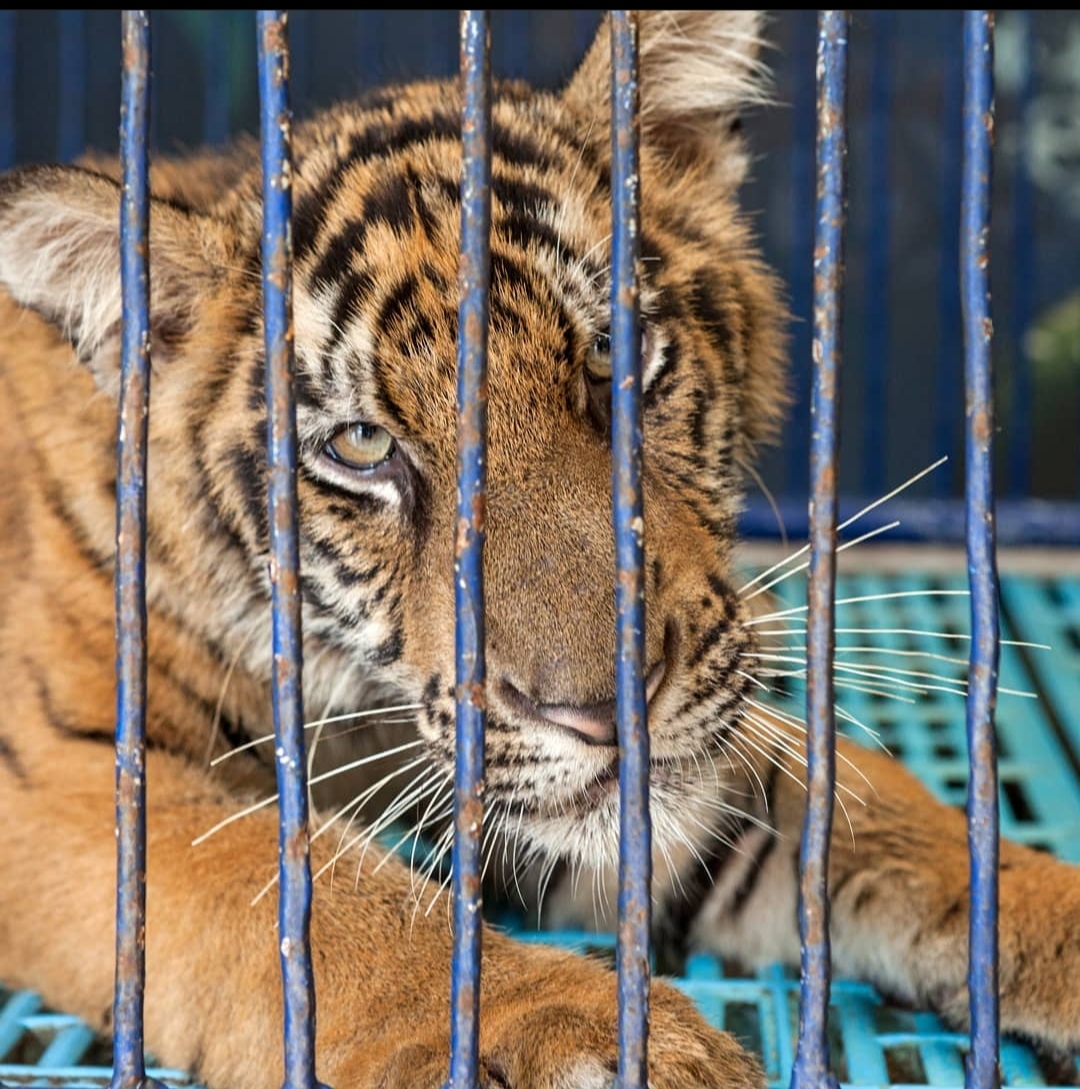 Wild animals like tigers are kept in captivity so that we can take selfies.