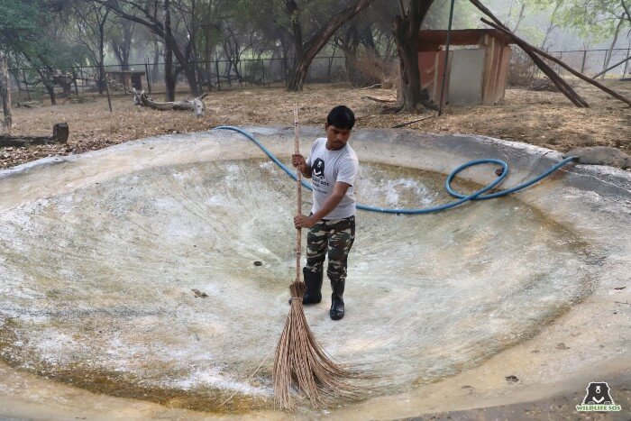 Regular cleaning of the pools in the enclosures of the bears being done by Deenanath.