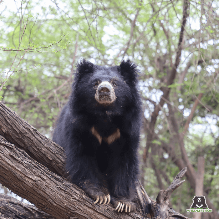 Ranjan is Deenanath's favourite sloth bear!