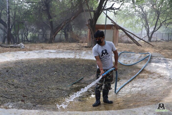 Filling up the pools with freshwater for our sloth bears to splash around, if they wish!