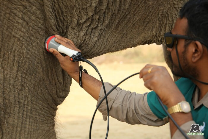 Our senior veterinarian, Dr. Ilayaraja, rendering laser therapy to our geriatric elephant, Holly. 